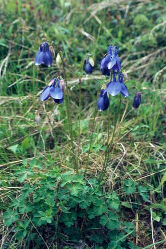 Aquilegia flabellata iNat (1)