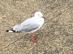 Chroicocephalus novaehollandiae