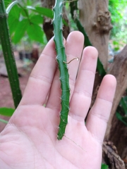 Selenicereus setaceus