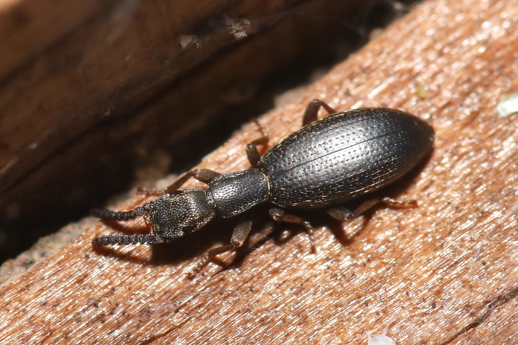 Stenosis intermedia