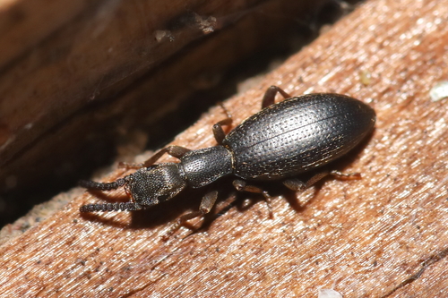 Stenosis intermedia