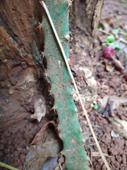 Selenicereus setaceus