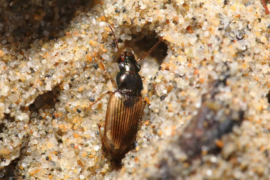 Pogonus pallidipennis