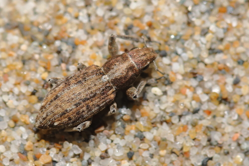 Charagmus variegatus