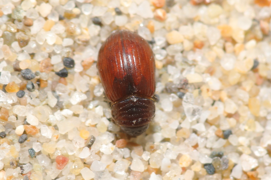 Psammodius basalis