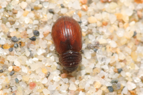 Psammodius basalis