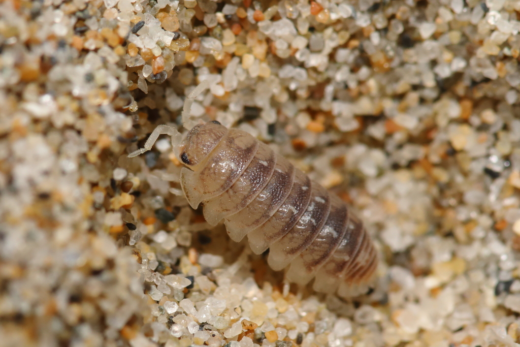Beach Pill Woodlouse
