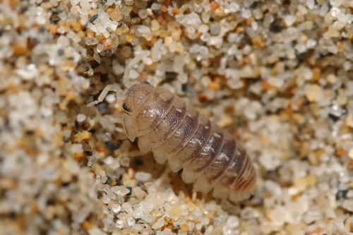 Armadillidium album Dollfus, 1887