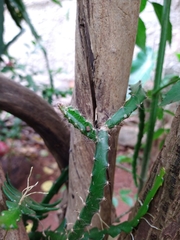 Selenicereus setaceus