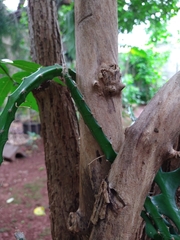 Selenicereus setaceus