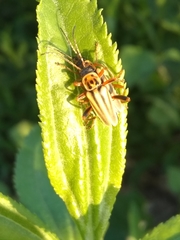 Chauliognathus scriptus