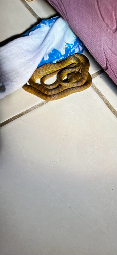 Brown Tree Snake sighting