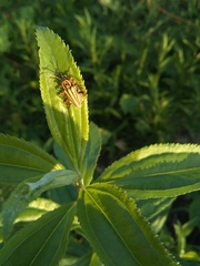 Chauliognathus scriptus