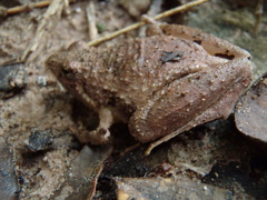 Microhyla berdmorei