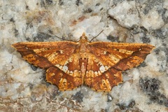 Entomopteryx combusta