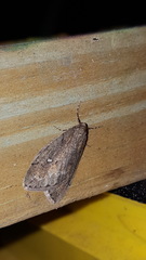 Paleacrita merriccata