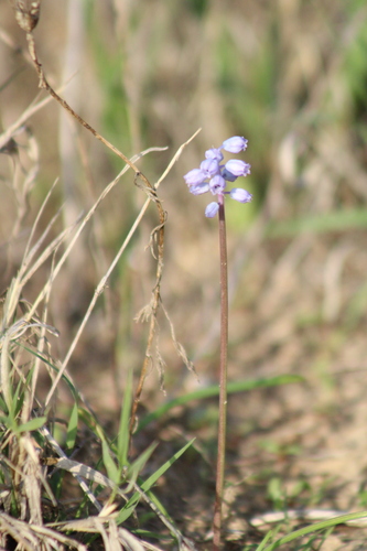 Muscari parviflorum, photograph 4
