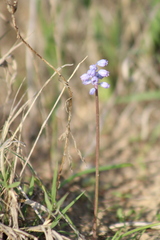 Muscari parviflorum, photograph (c) yelena_antipova, some rights reserved (CC BY)