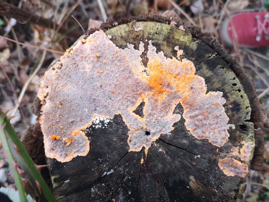 Phlebia radiata · December 2025 · photo: © renaradelt (iNaturalist, cc-by)
