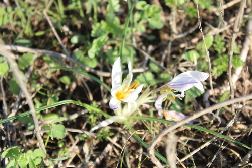 Crocus aleppicus