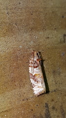 Argyrotaenia kimballi