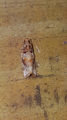 Argyrotaenia kimballi