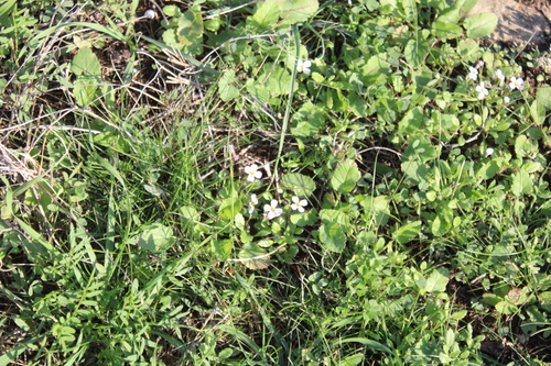 Pretty Maresia (Maresia pulchella)