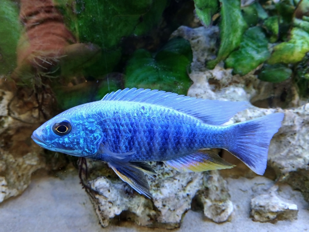 Emperor cichlid (Aulonocara nyassae) — Cichlidae