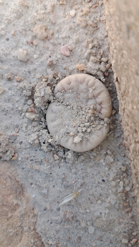 Lithops gracilidelineata subs. brandbergensis (de Boer) D.T.Cole 3