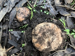 Agaricus brunneofibrillosus