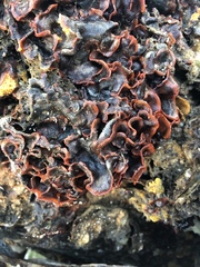 Watersipora subtorquata