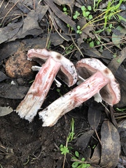 Agaricus brunneofibrillosus