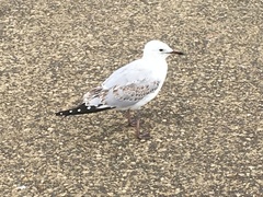 Chroicocephalus novaehollandiae