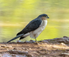 Accipiter striatus striatus
