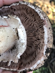 Agaricus brunneofibrillosus