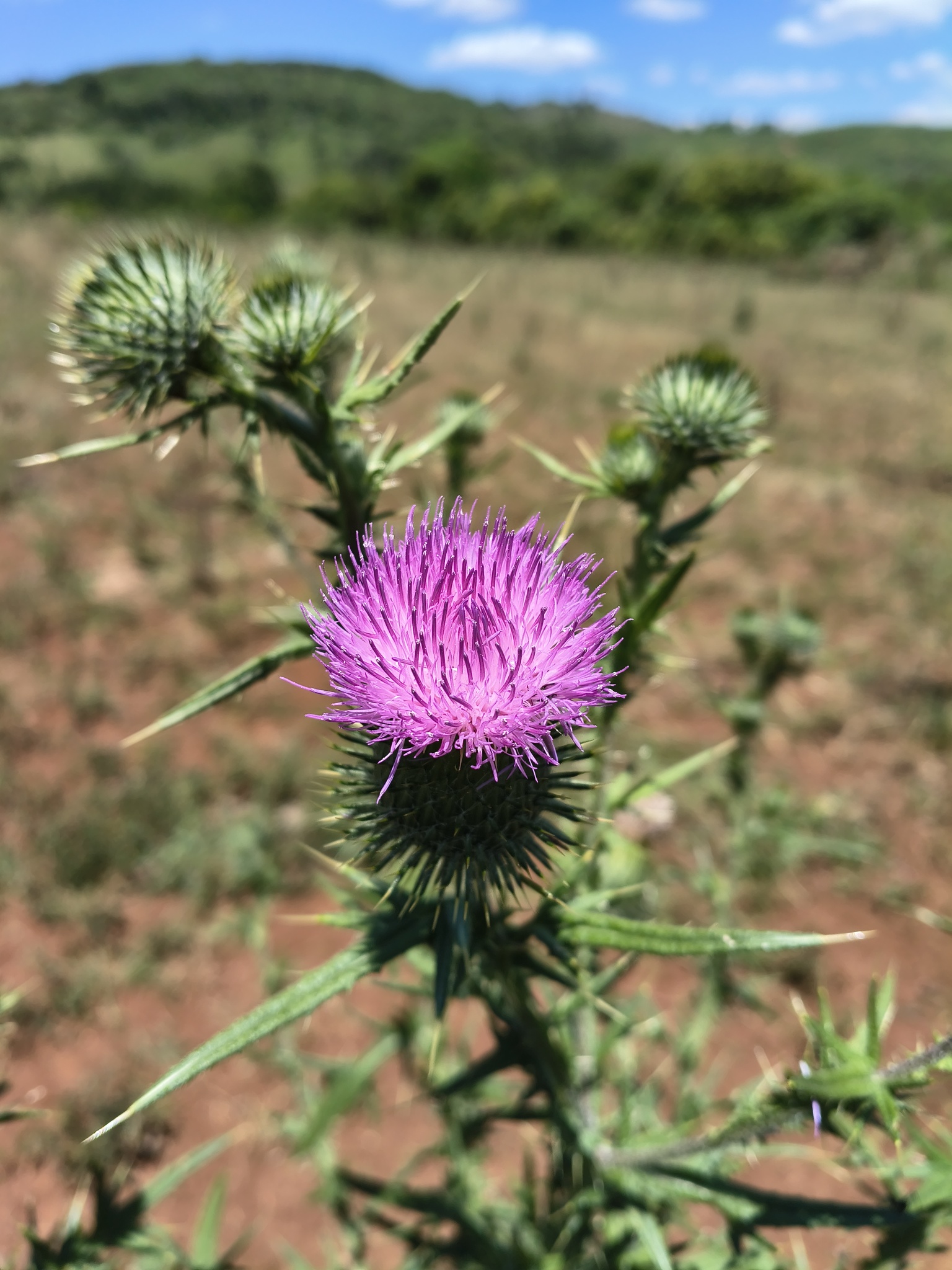 Cirsium vulgare