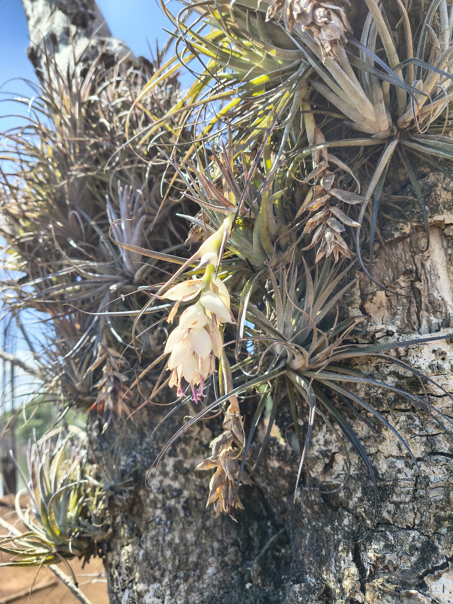 Tillandsia stricta