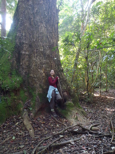 Cinnamomum glaucescens