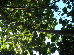 Pterospermum acerifolium