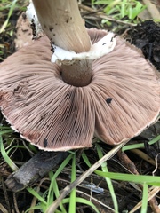 Agaricus brunneofibrillosus