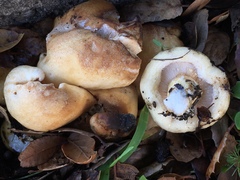 Lactarius alnicola