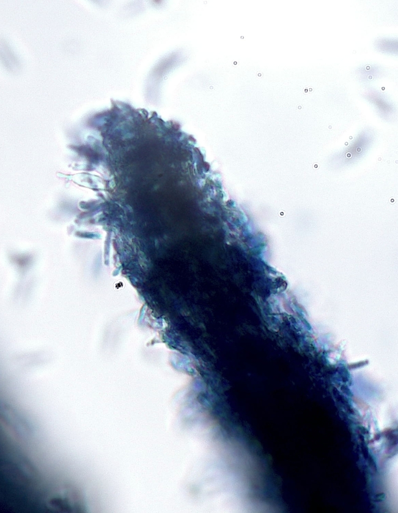 Akanthomyces ampullifer
