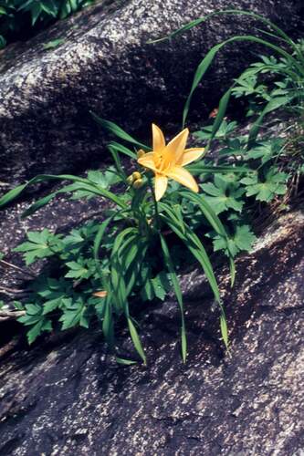 Hemerocallis dumortieri iNat (1)