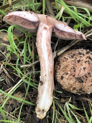 Agaricus brunneofibrillosus