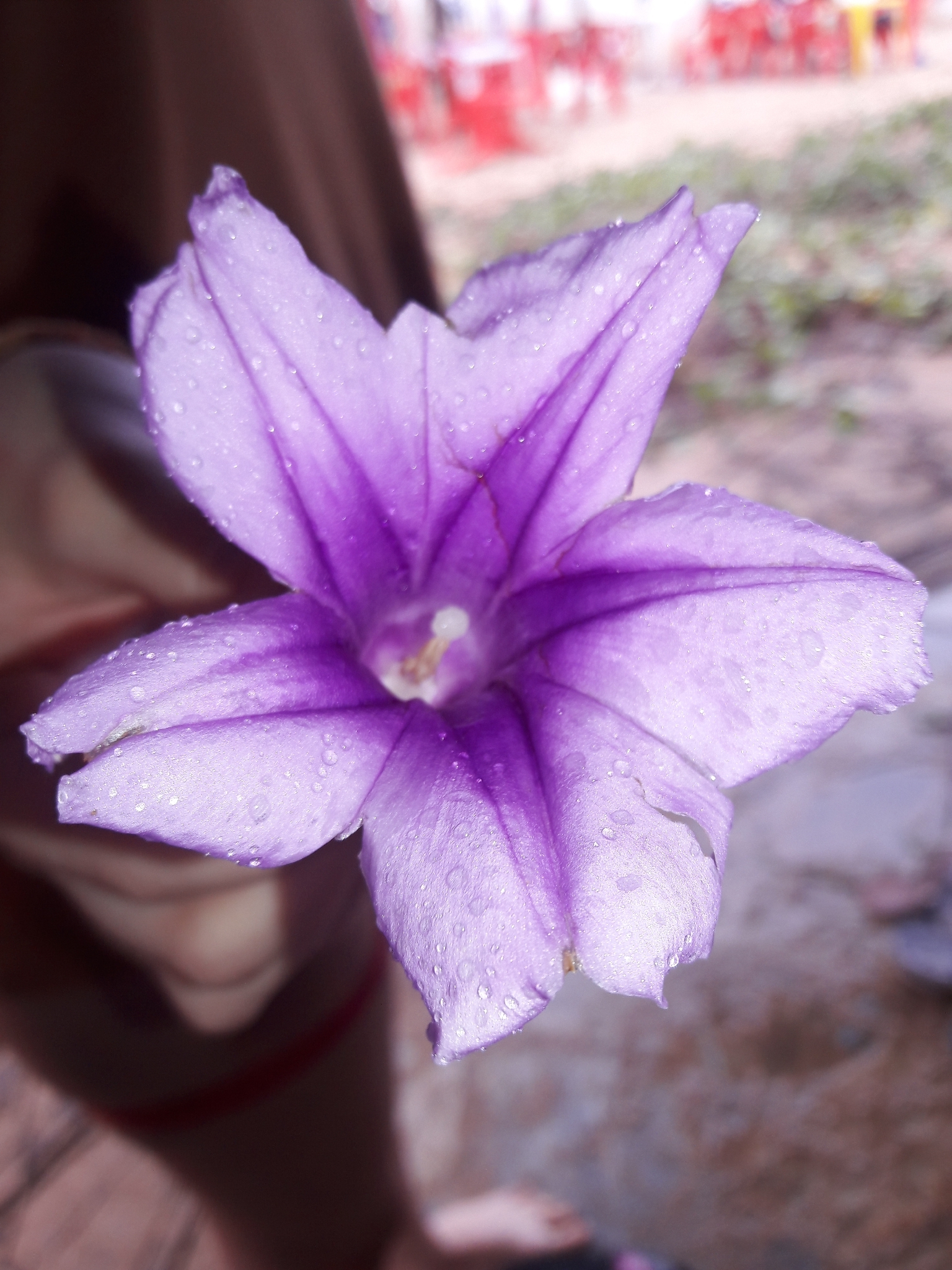 Ipomoea pes-caprae