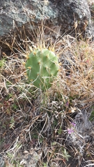 Opuntia velutina