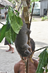 Eastern Common Cuscus photo 2