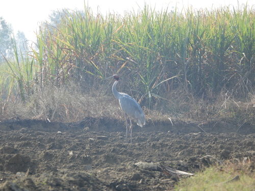 Sarus Crane