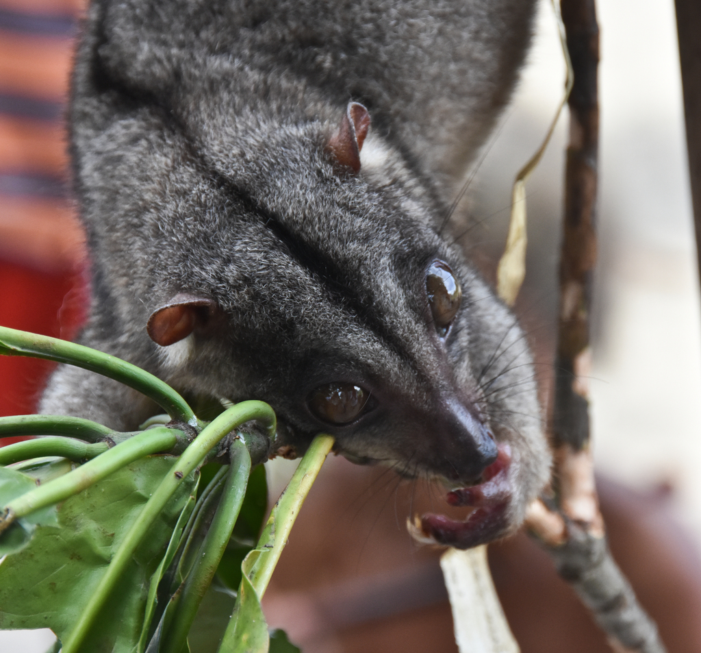 Eastern Common Cuscus
