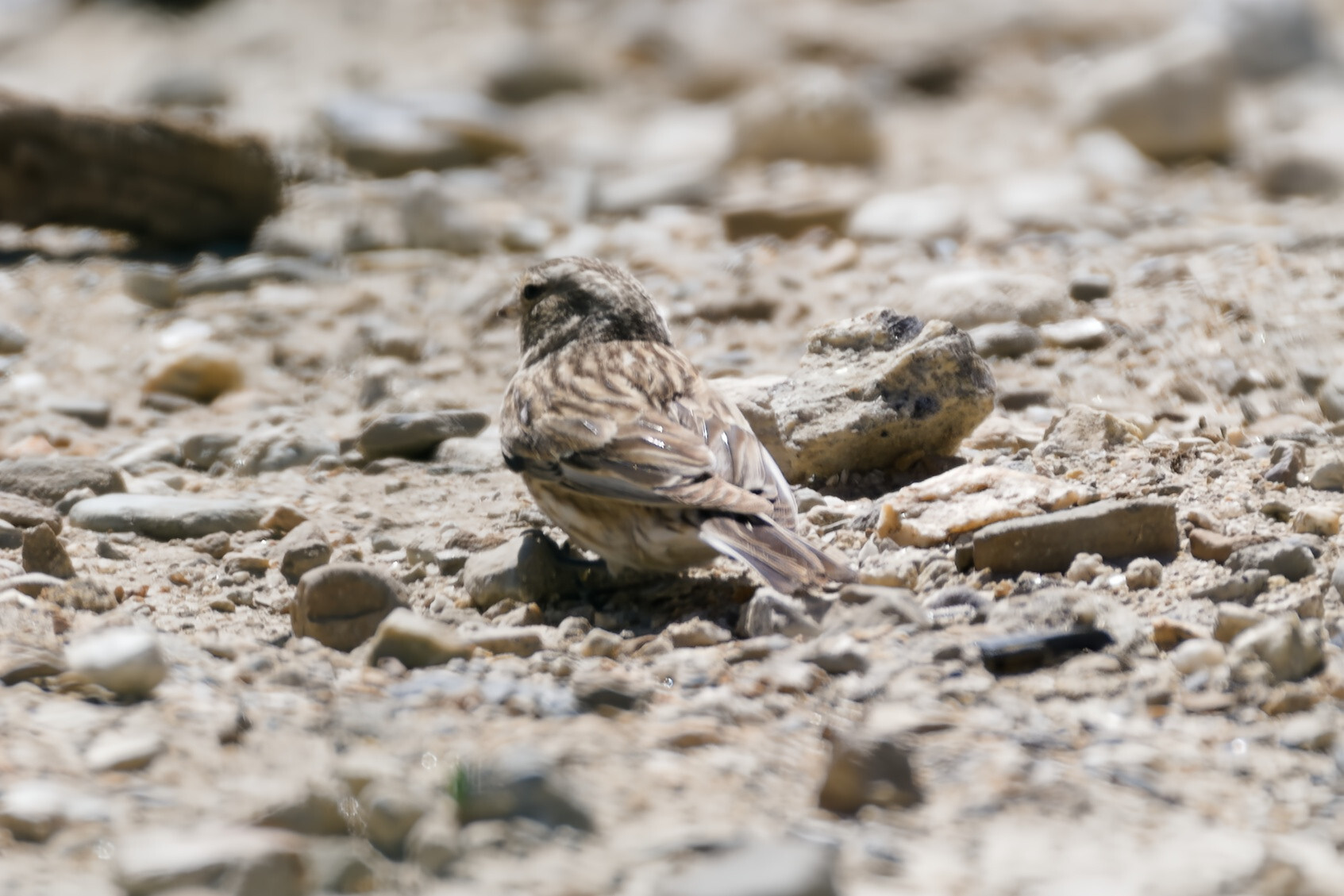 Twite